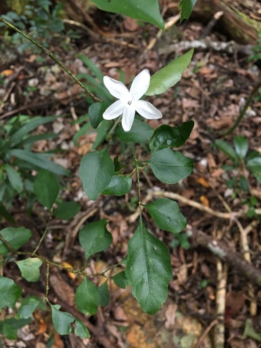 Pseuderanthemum repandum observed 2022-11-19