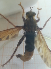 Asilus crabroniformis