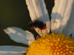 Geocoris erythrocephalus