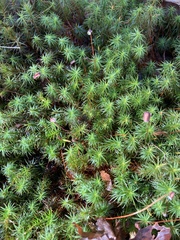 Polytrichum commune