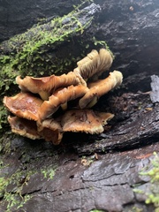 Flammulina velutipes