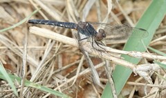 Diplacodes deminuta