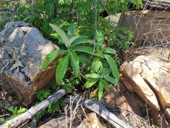 Solanum giganteum