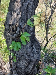 Rhoicissus tridentata