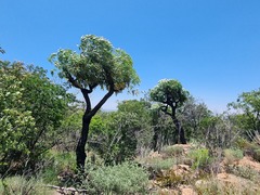 Cussonia paniculata sinuata