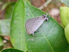 Hypolycaena philippus philippus