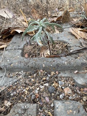 Chamaesaracha coronopus