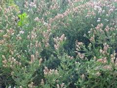 Erica multiflora