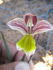 Gladiolus watermeyeri