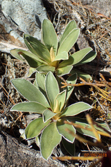 Celmisia hieraciifolia