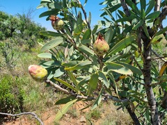 Protea caffra caffra