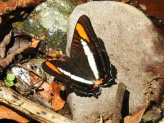Adelpha serpa