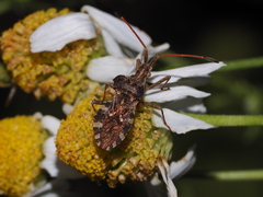 Centrocoris spiniger