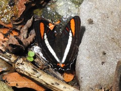 Adelpha serpa