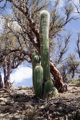 Trichocereus bertramianus