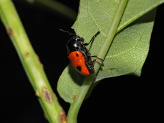 Cryptocephalus bipunctatus