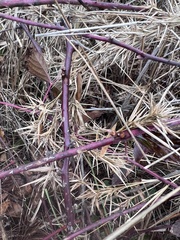 Rubus canadensis