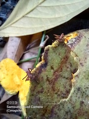 Acromyrmex octospinosus