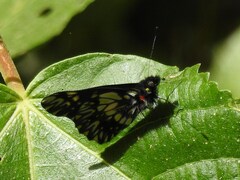 Catasticta cerberus