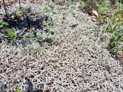 Selaginella dregei