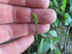 Carex cephalophora