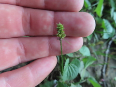Carex cephalophora
