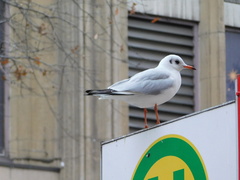 Chroicocephalus ridibundus