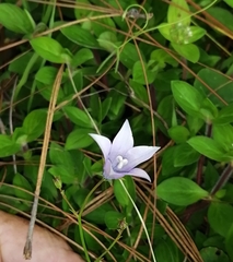 Wahlenbergia undulata