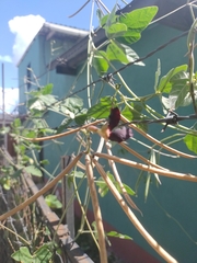 Macroptilium atropurpureum