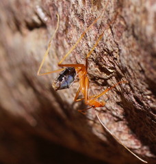 Leptomyrmex rufipes