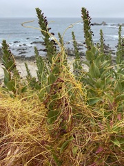 Cuscuta