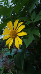 Tithonia diversifolia