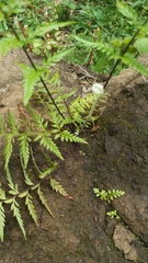 Pityrogramma calomelanos