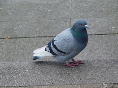 Columba livia domestica