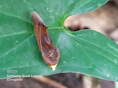Gonodonta pseudamianta