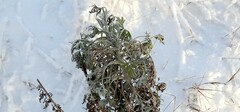 Artemisia absinthium