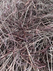 Bothriochloa bladhii