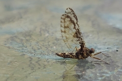 Callibaetis pictus