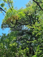 Cussonia paniculata sinuata
