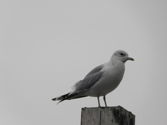 Larus canus