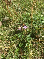 Gentianeae