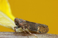 Cixiinae