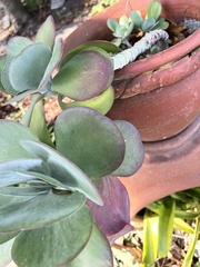 Kalanchoe luciae