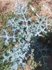 Argemone mexicana