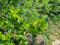 Rhoicissus tridentata