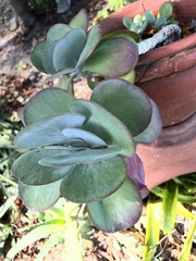 Kalanchoe luciae
