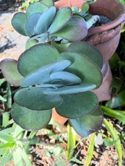 Kalanchoe luciae