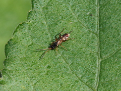 Alomyini