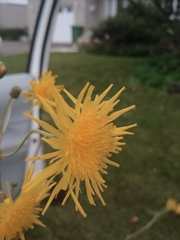 Sonchus arvensis