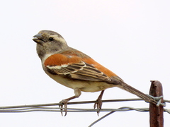 Passer melanurus melanurus